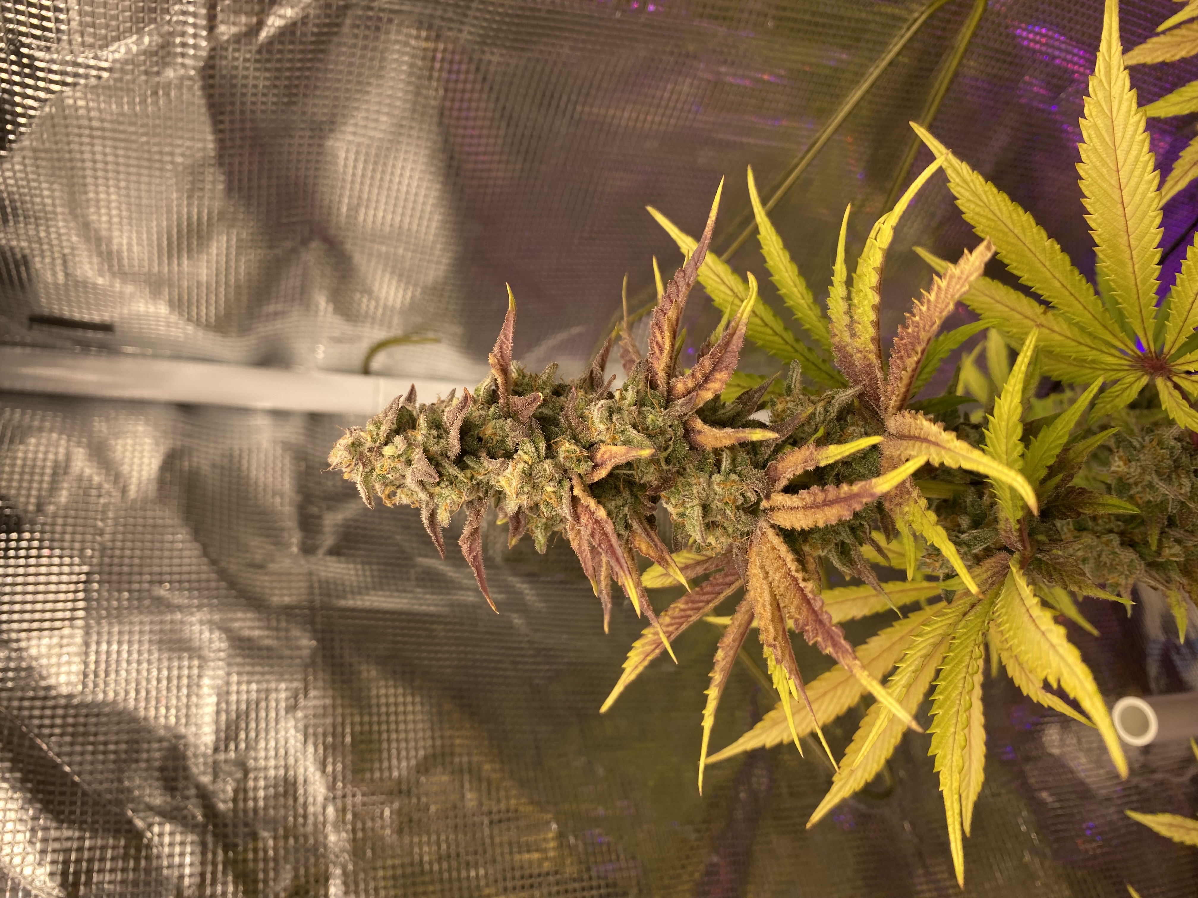 sherbanger — flower, day 91