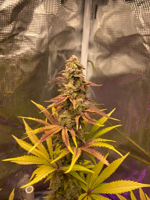 sherbanger — flower, day 91