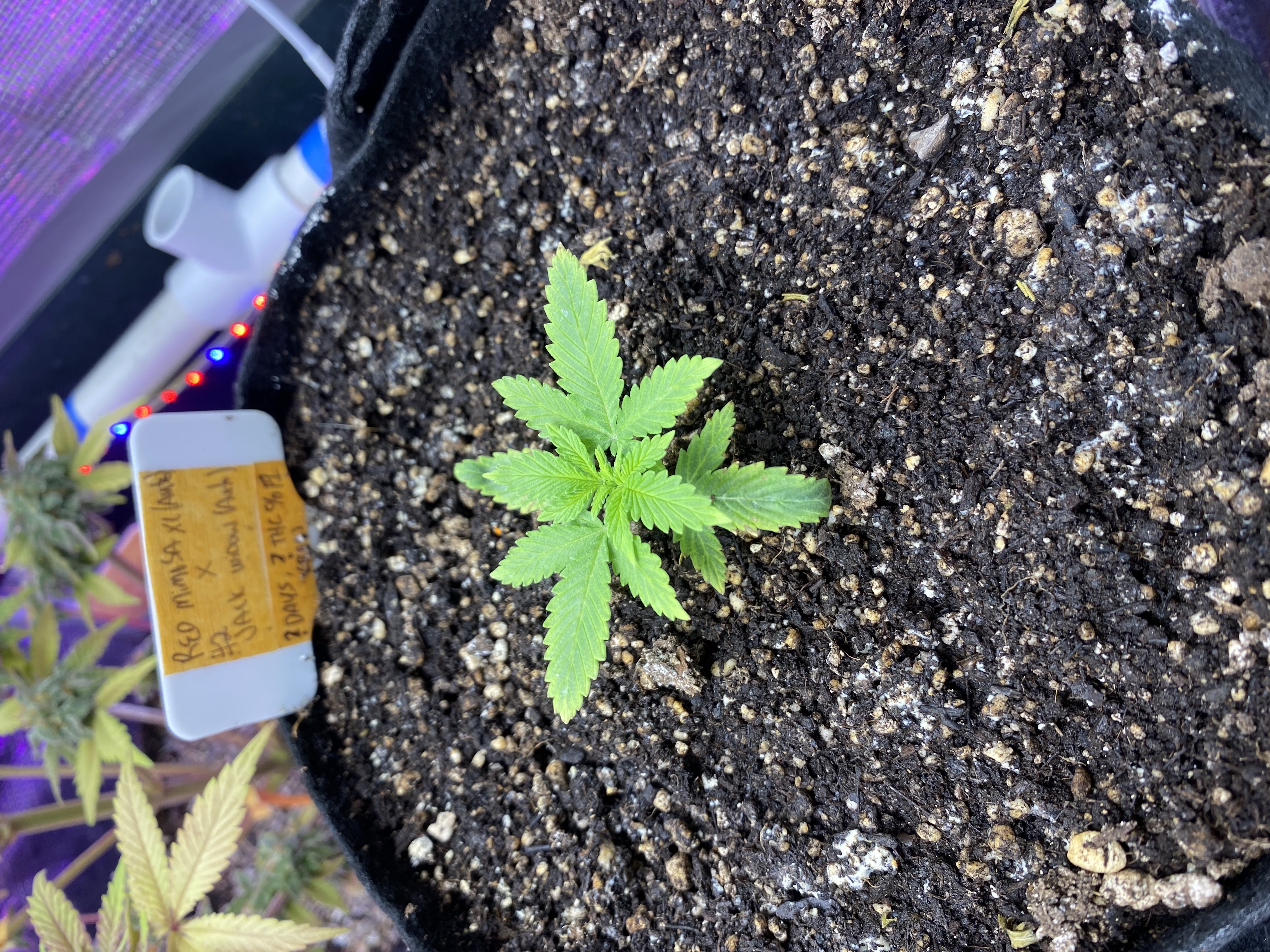 widows’ mimosa f1 — vegetative, day 22