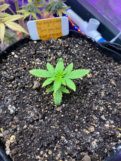 widows’ mimosa f1 — vegetative, day 22