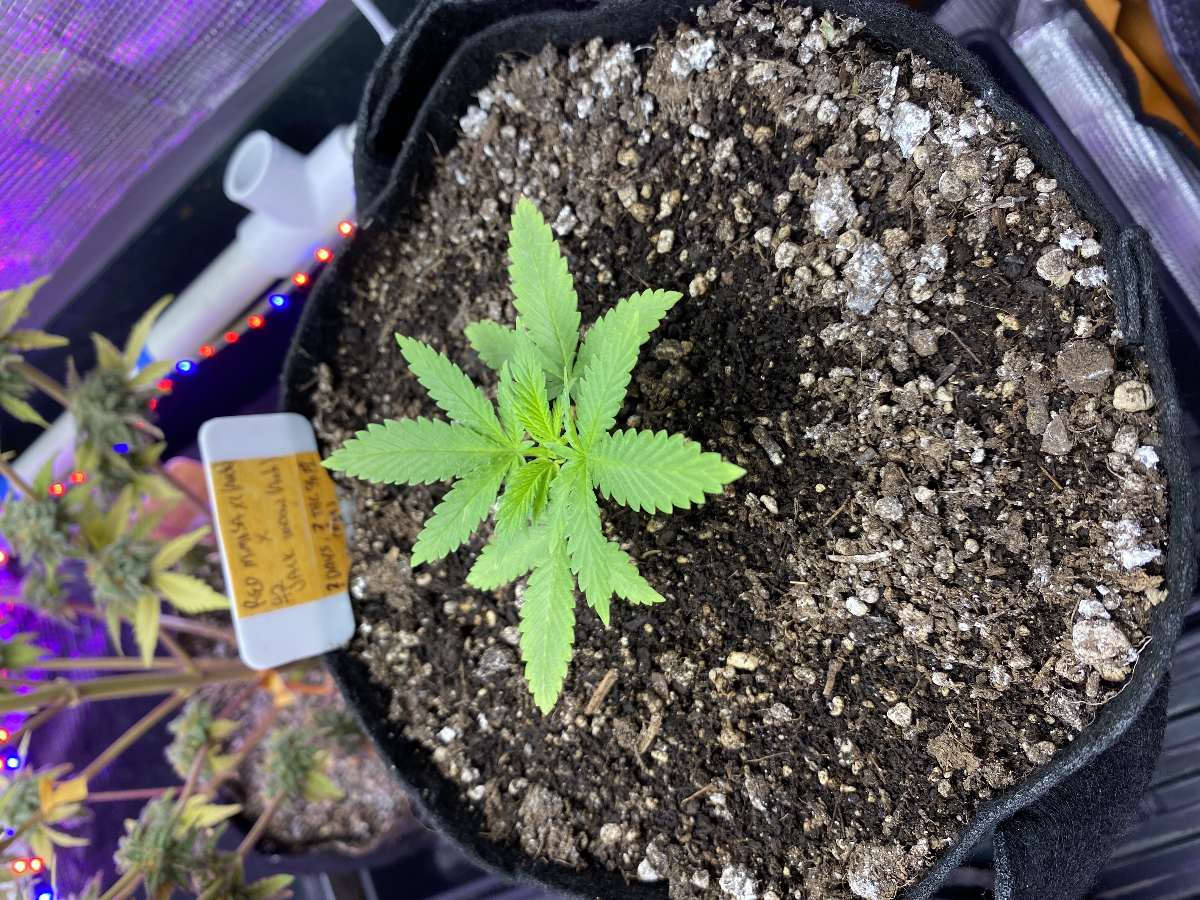 widows’ mimosa f1 — vegetative, day 26
