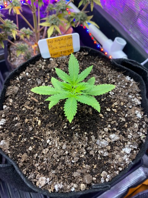 widows’ mimosa f1 — vegetative, day 26