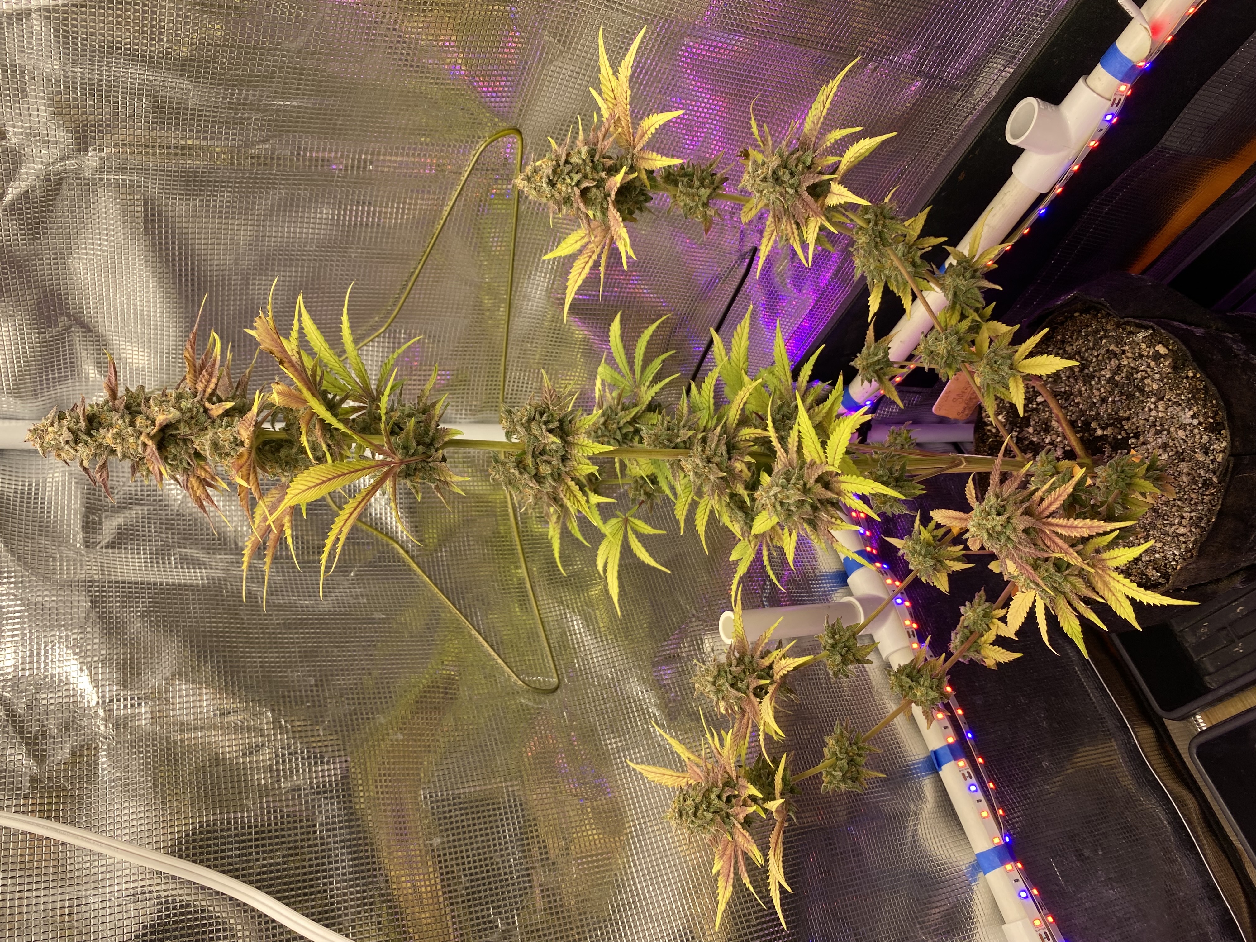 sherbanger — flower, day 95