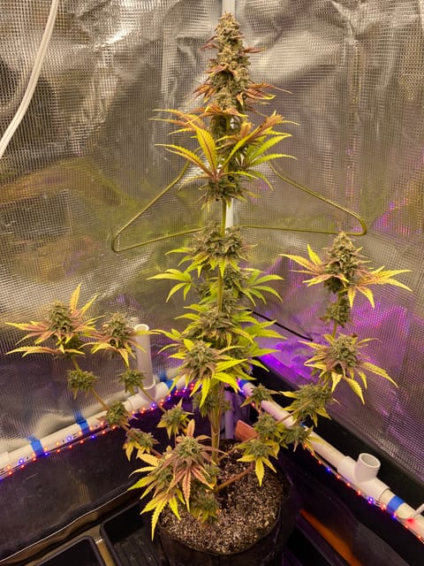 sherbanger — flower, day 95