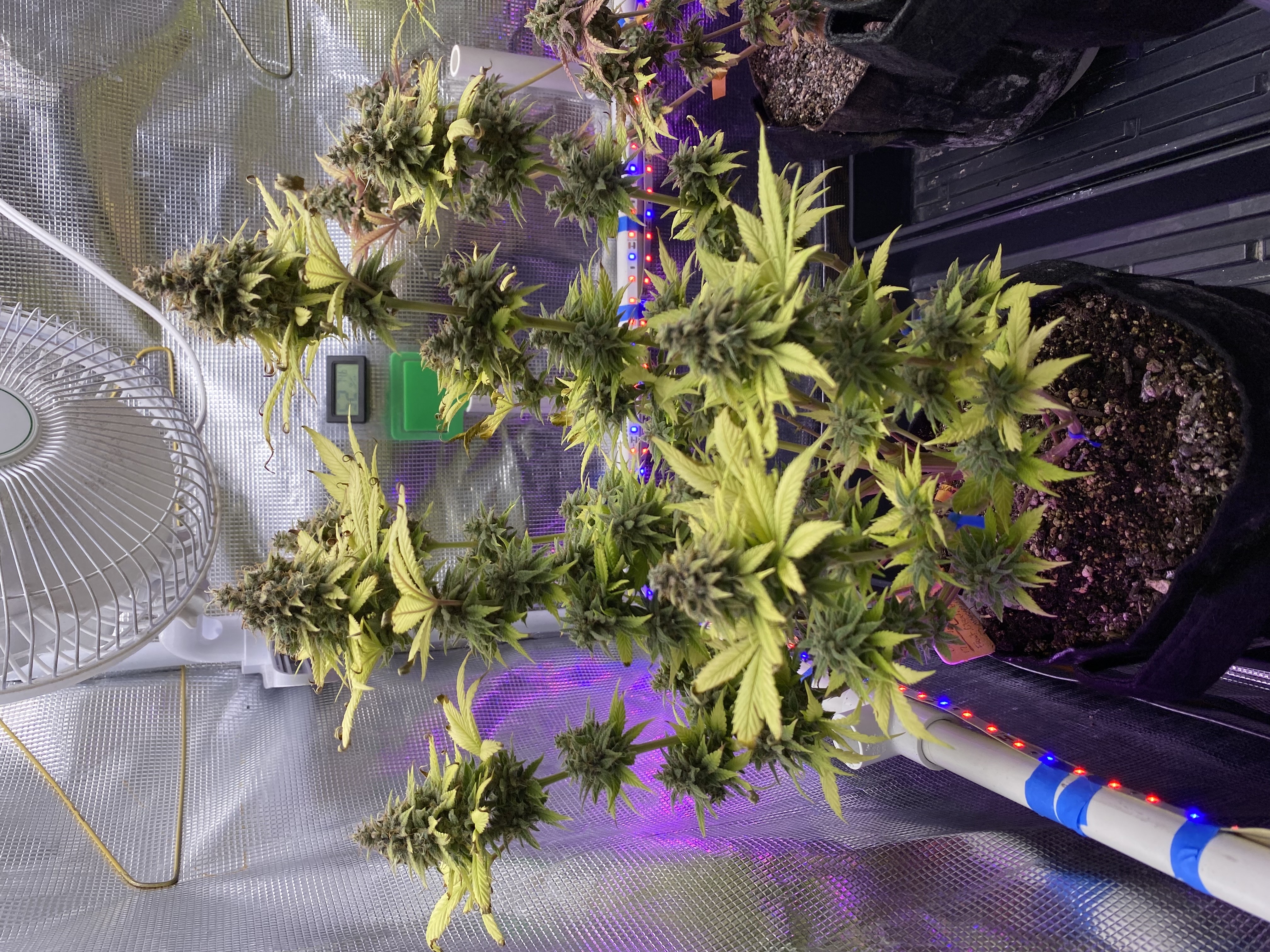 Black Muffin XL F1(fast) — flower, day 101