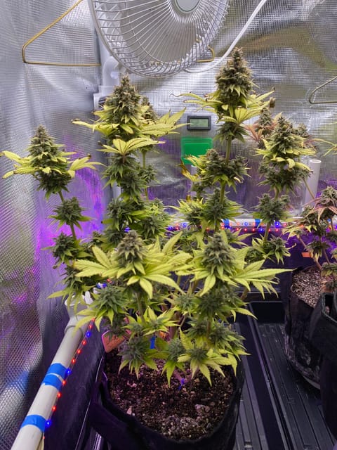 Black Muffin XL F1(fast) — flower, day 101