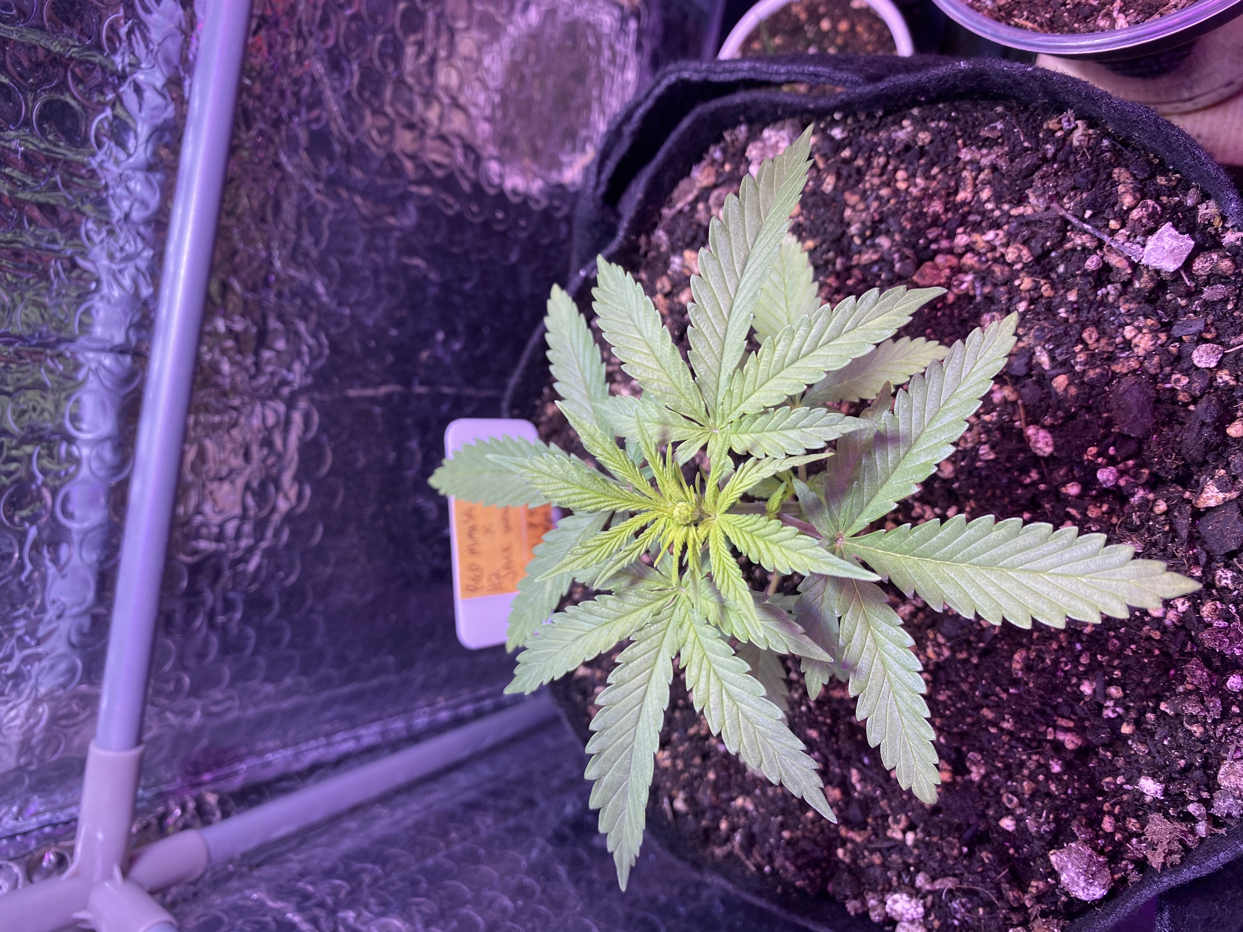 widows’ mimosa f1 — flower, day 30