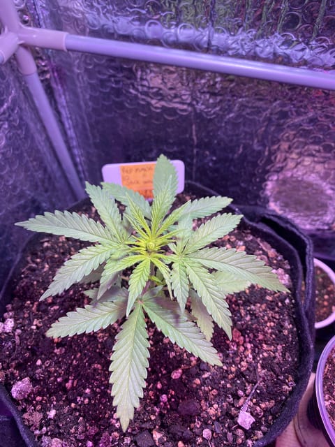 widows’ mimosa f1 — flower, day 30