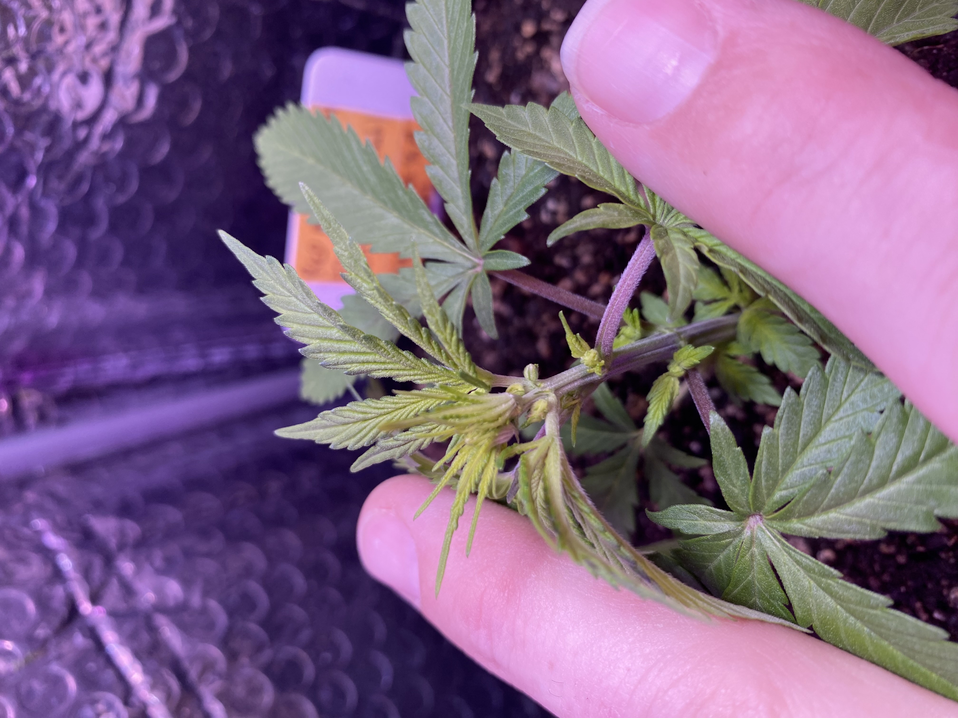 widows’ mimosa f1 — flower, day 30