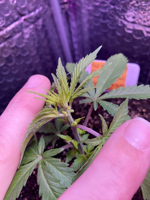 widows’ mimosa f1 — flower, day 30