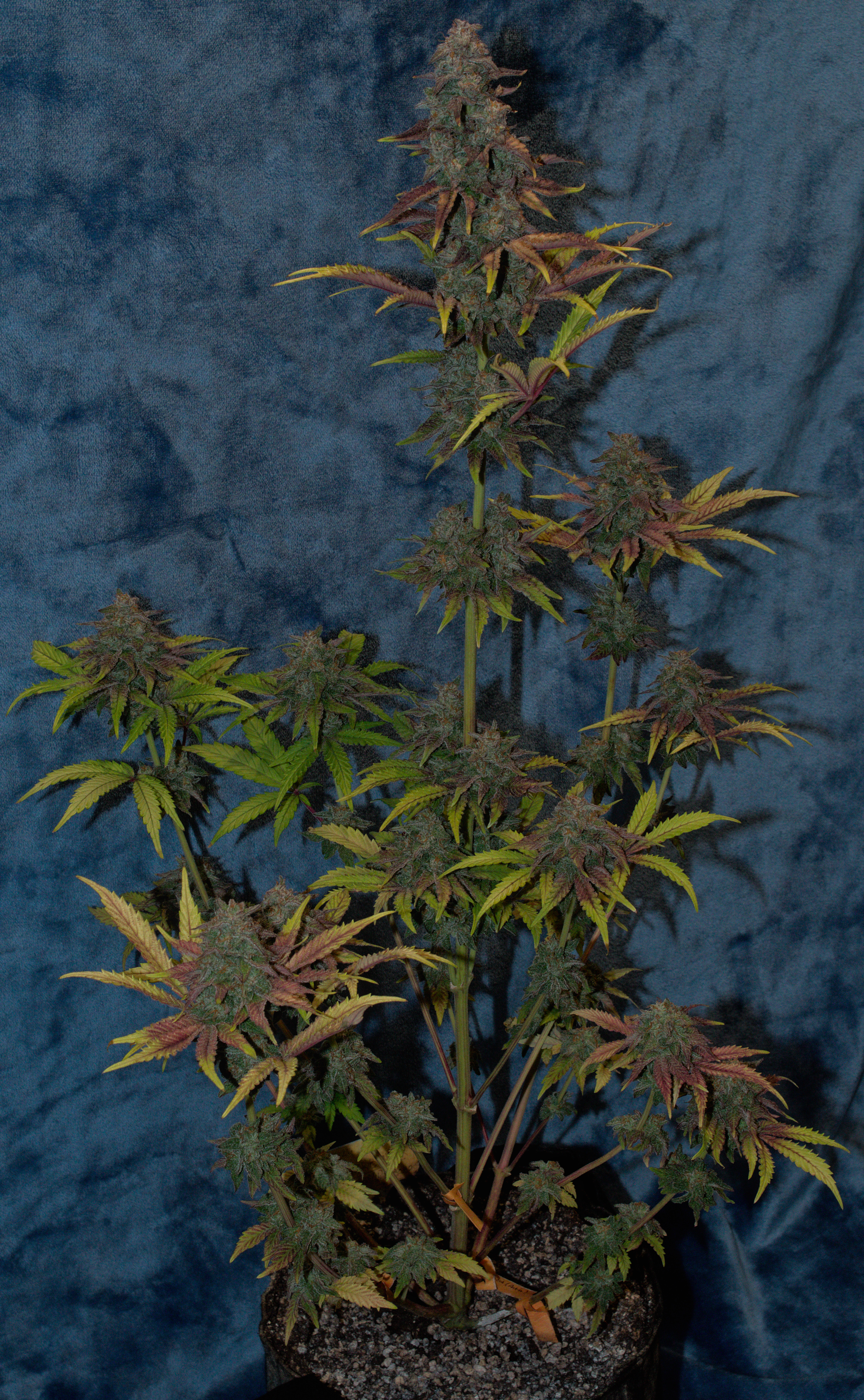 sherbanger — harvest, day 99