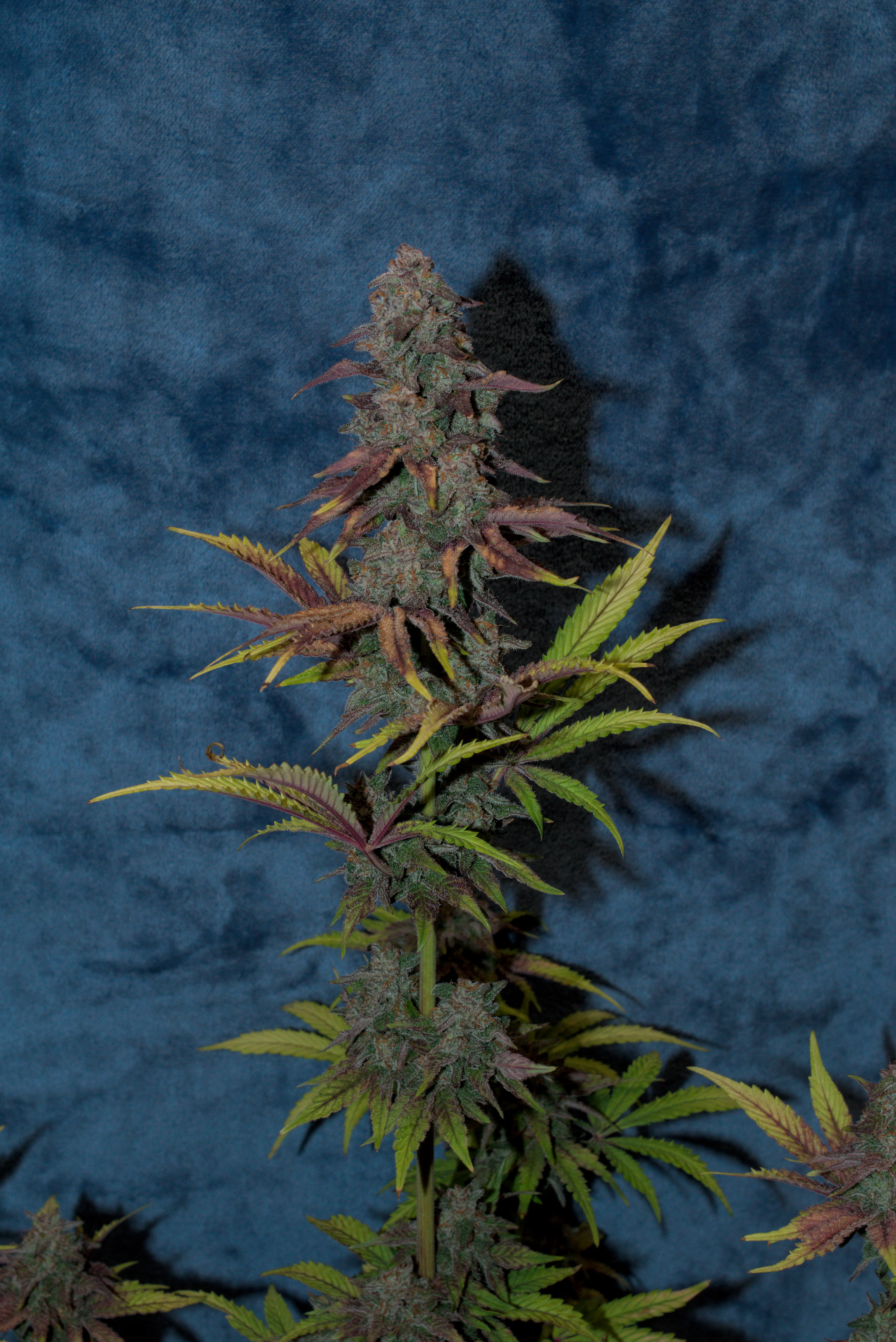 sherbanger — harvest, day 99