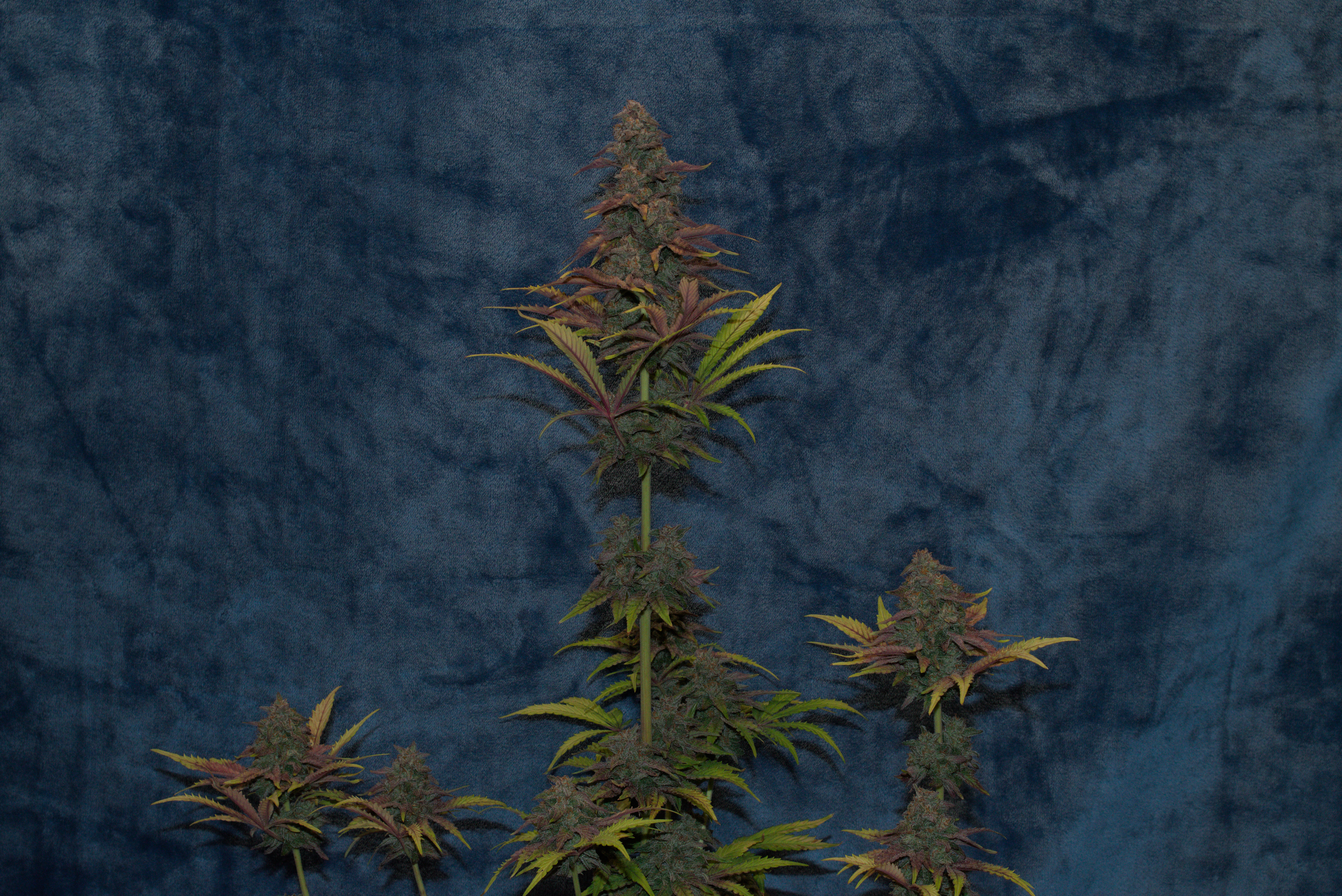 sherbanger — harvest, day 99