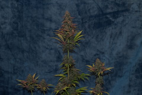 sherbanger — harvest, day 99