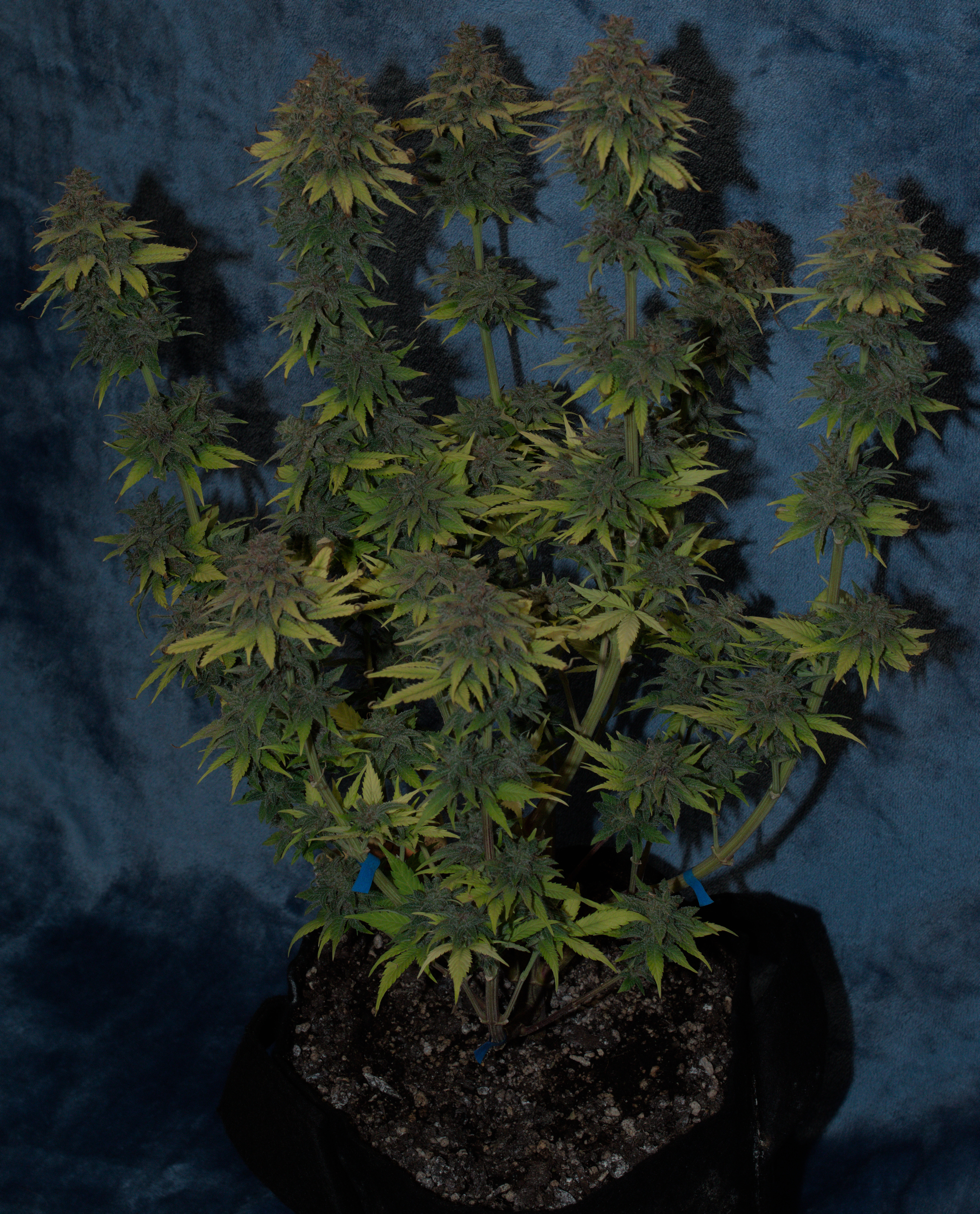 Black Muffin XL F1(fast) — harvest, day 106