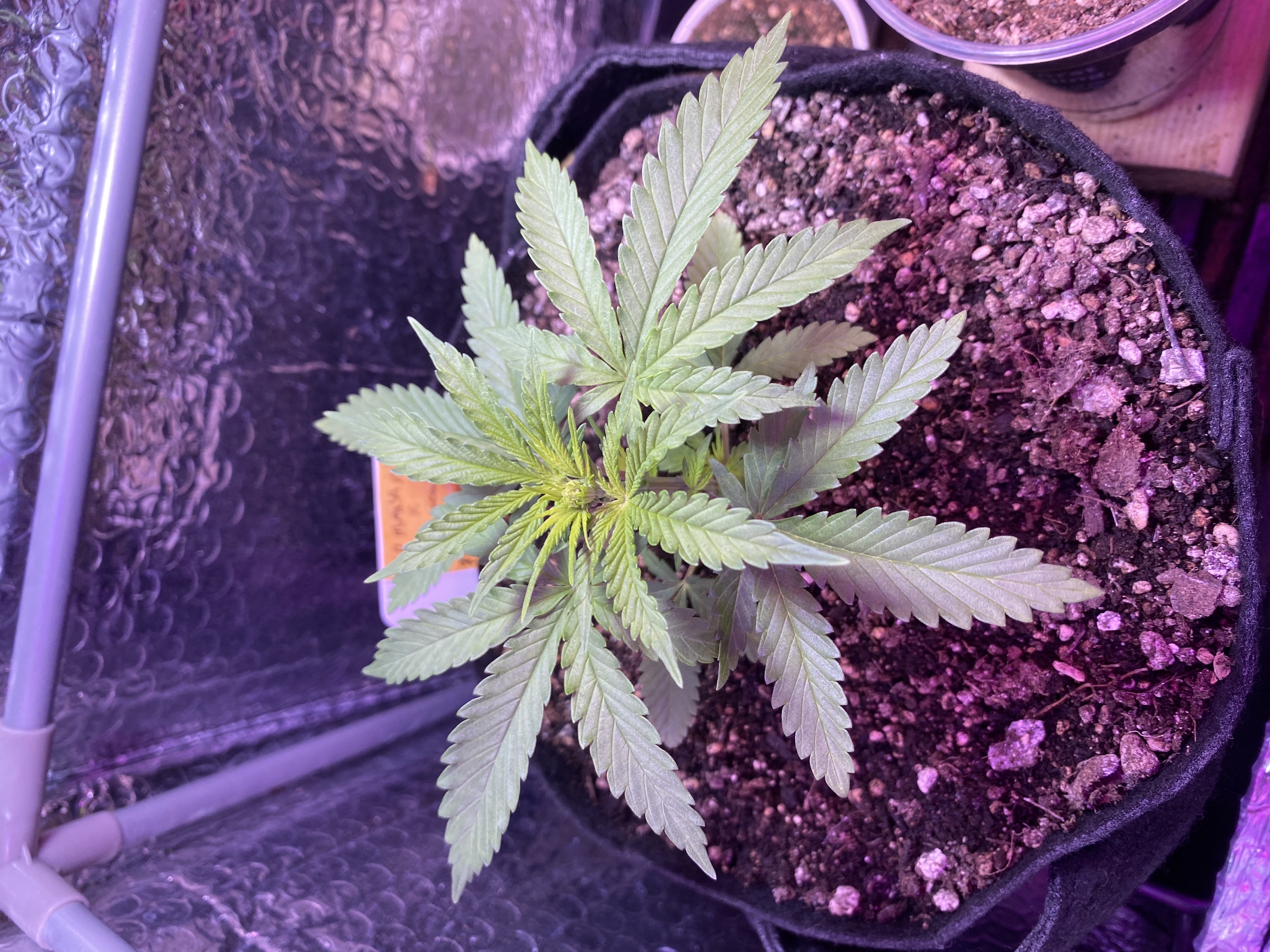 widows’ mimosa f1 — flower, day 31