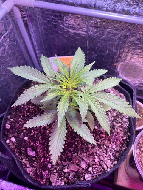 widows’ mimosa f1 — flower, day 31