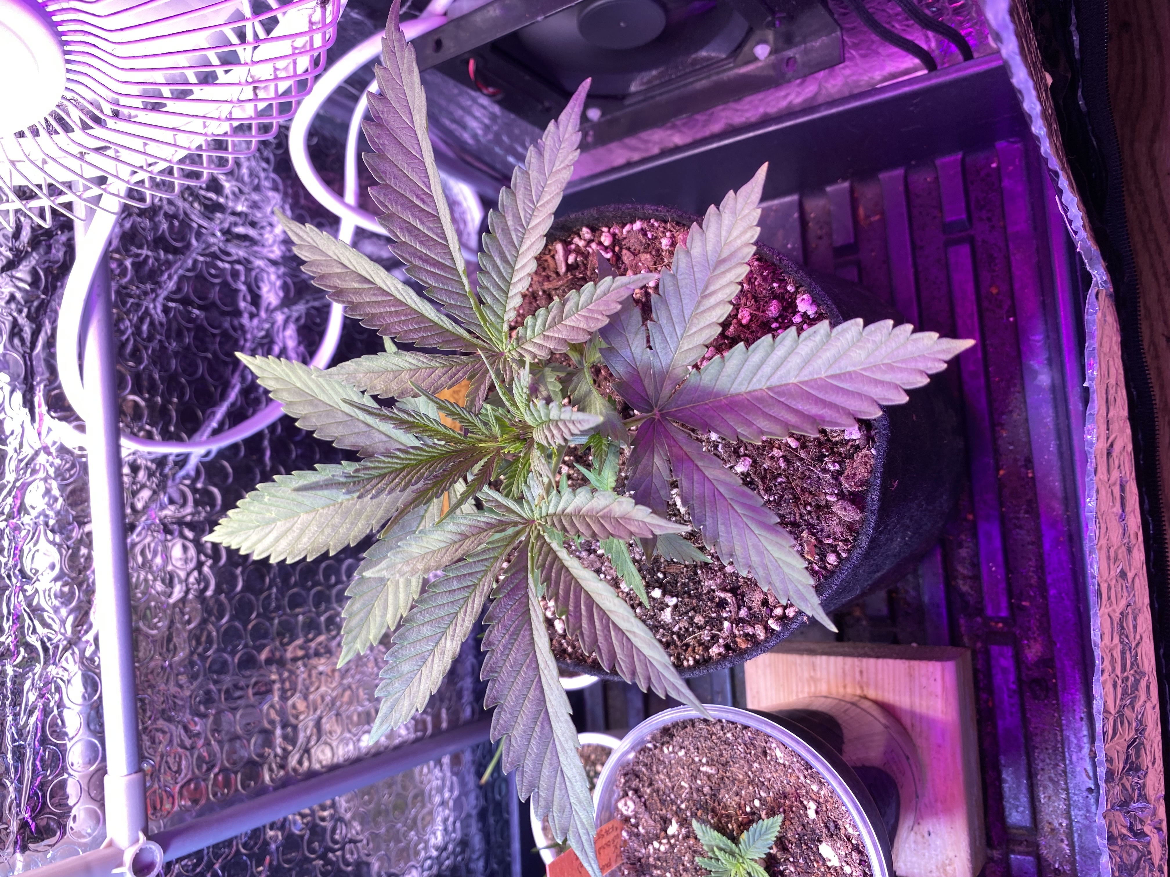 widows’ mimosa f1 — flower, day 31