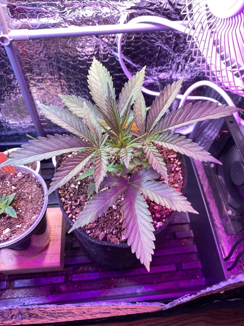 widows’ mimosa f1 — flower, day 31