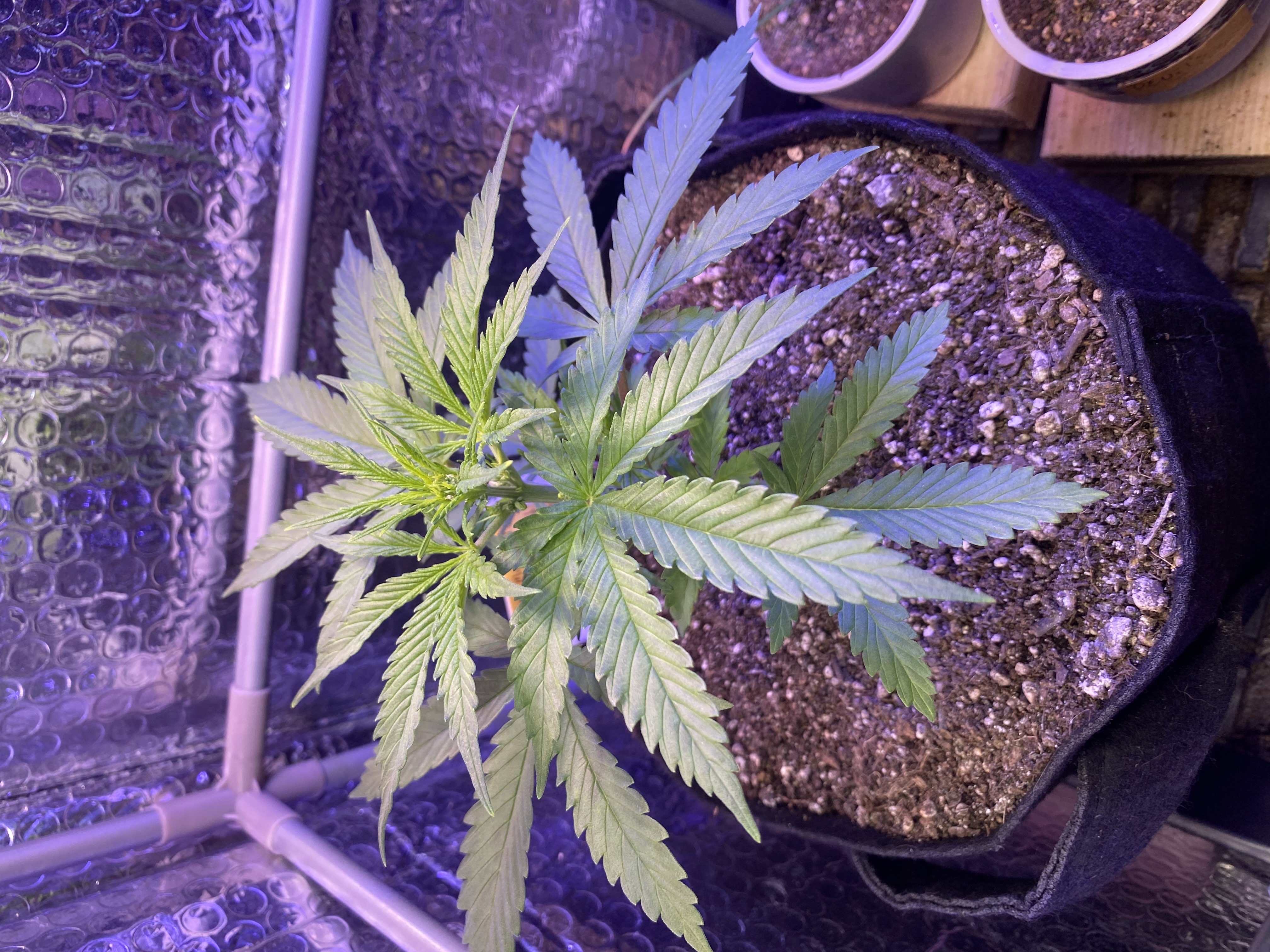 widows’ mimosa f1 — flower, day 34