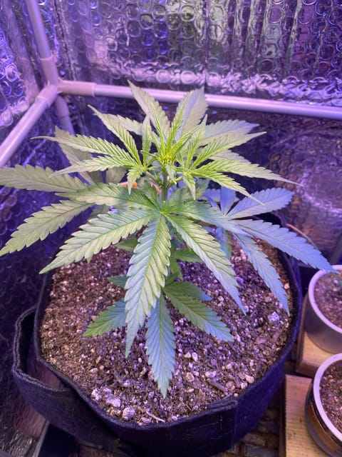 widows’ mimosa f1 — flower, day 34