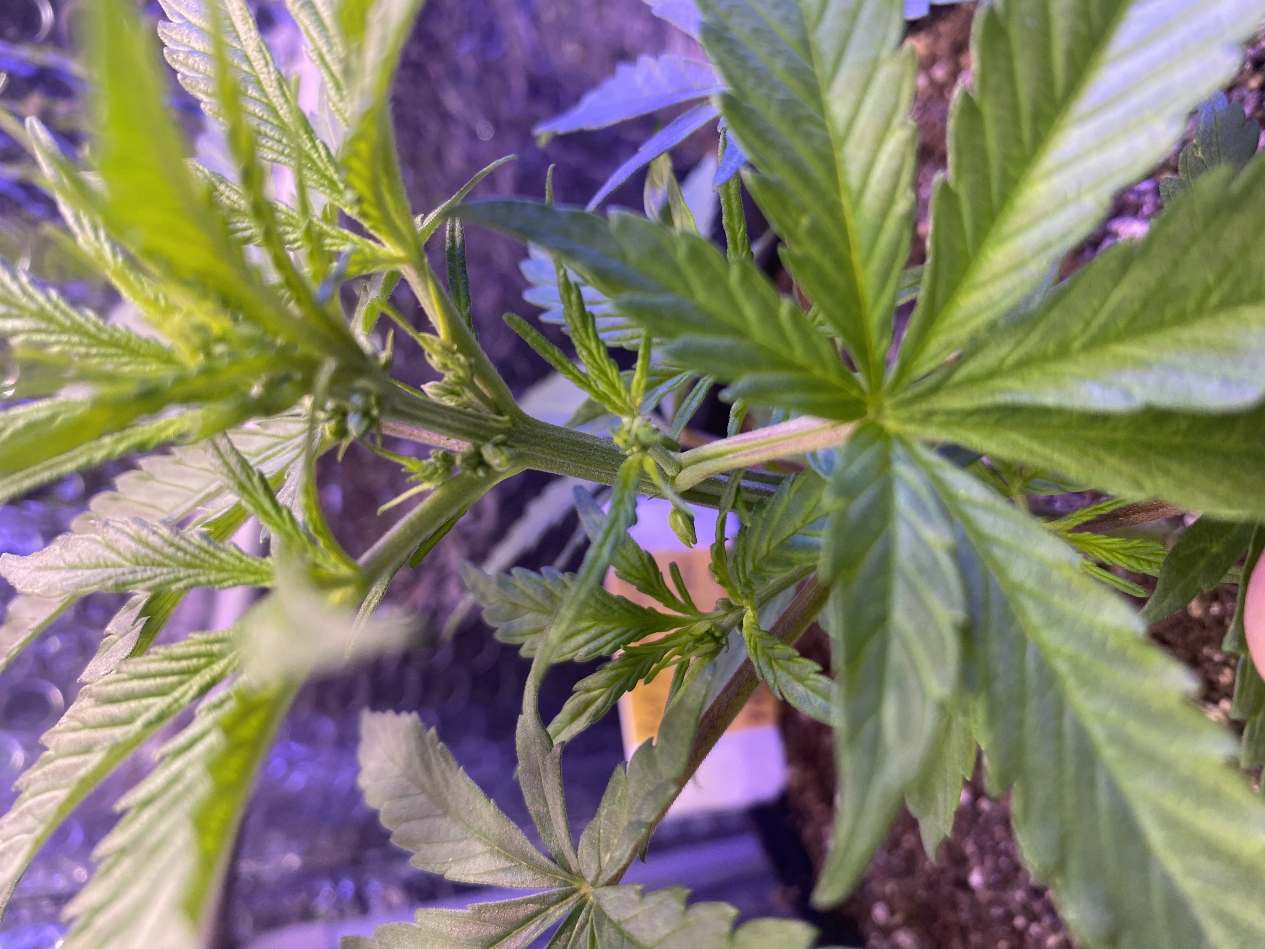 widows’ mimosa f1 — flower, day 34