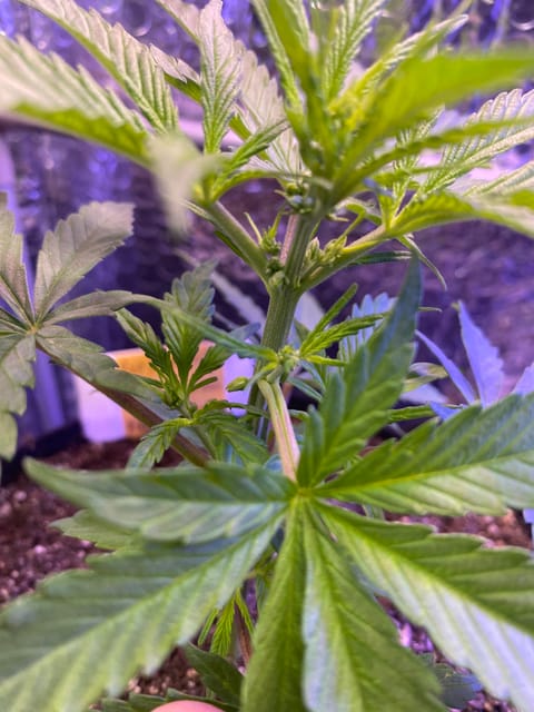 widows’ mimosa f1 — flower, day 34
