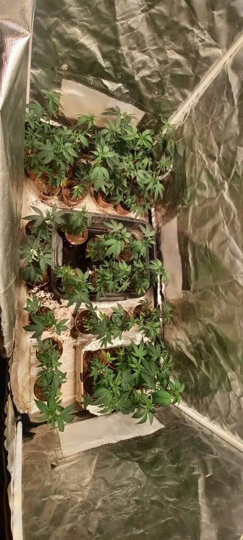 Gg4/super skunk — vegetative, day 1