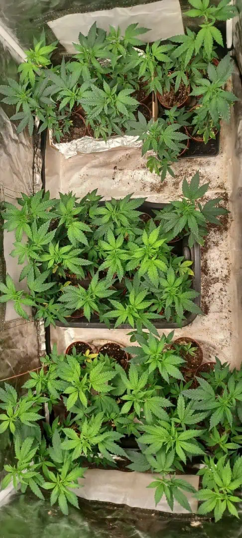 Gg4/super skunk — vegetative, day 5