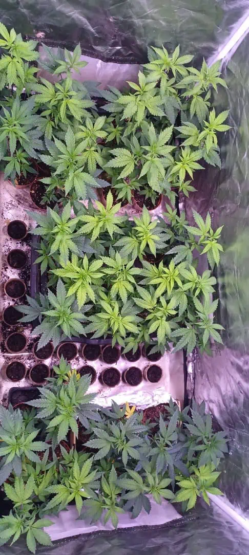 Gg4/super skunk — vegetative, day 12