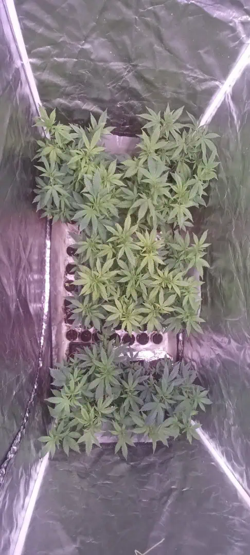 Gg4/super skunk — vegetative, day 12