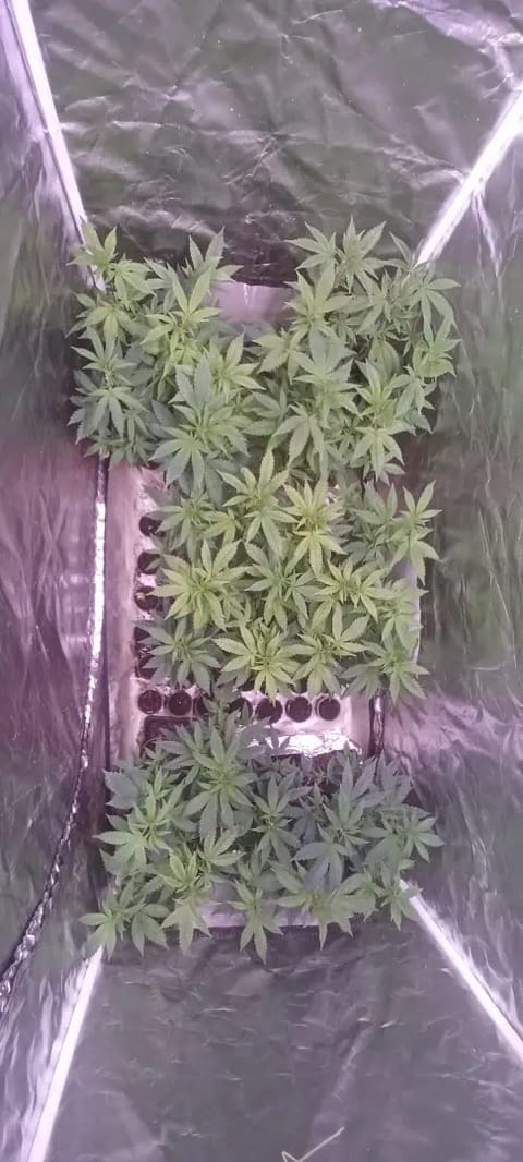 Gg4/super skunk — vegetative, day 12