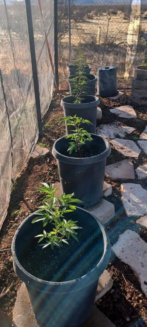 Gg4/super skunk — flower, day 39