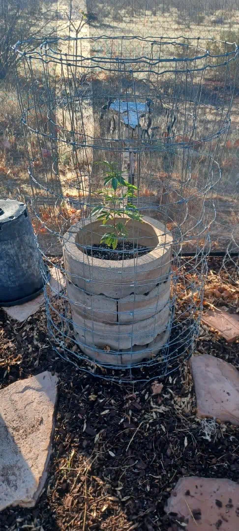 Gg4/super skunk — flower, day 39