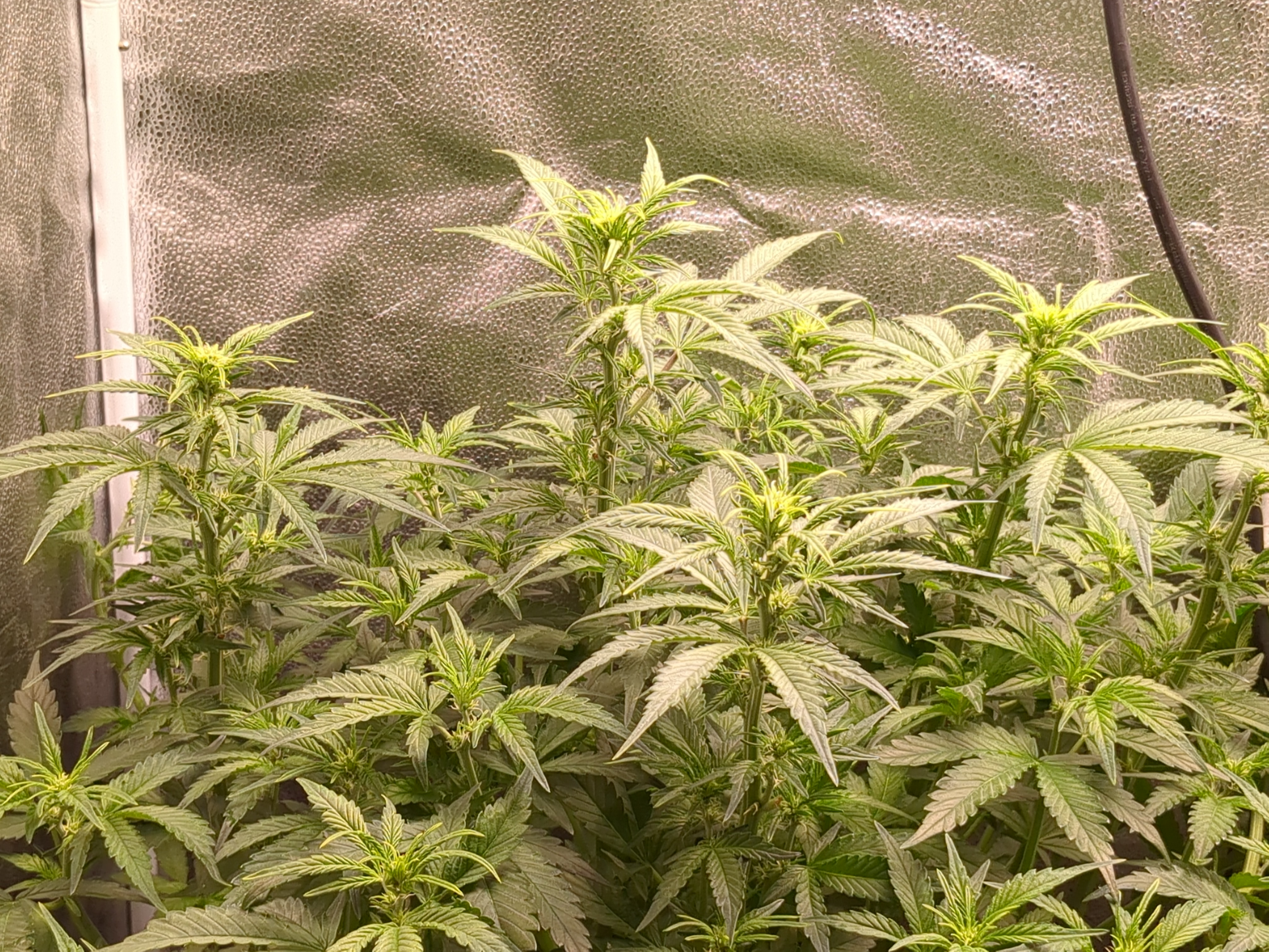 six shooter and banana purple punch 