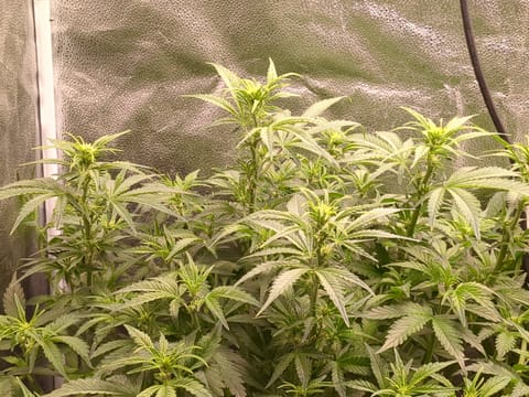 six shooter and banana purple punch  — flower, day 1