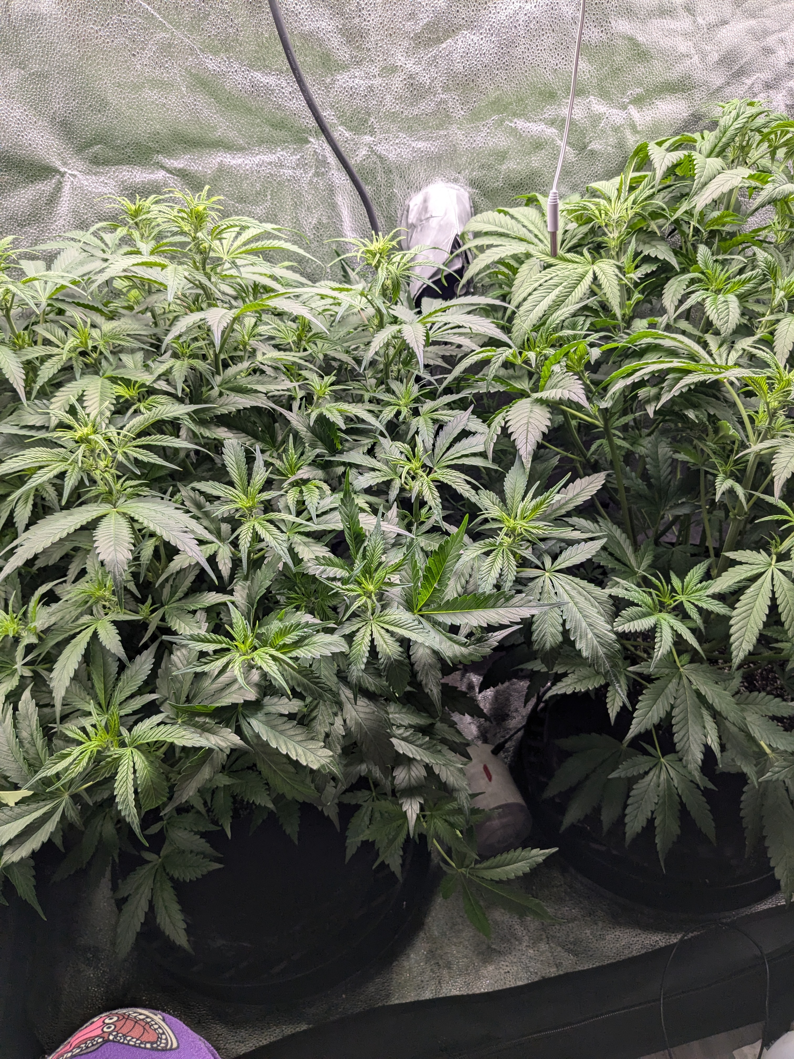 six shooter and banana purple punch  — flower, day 1