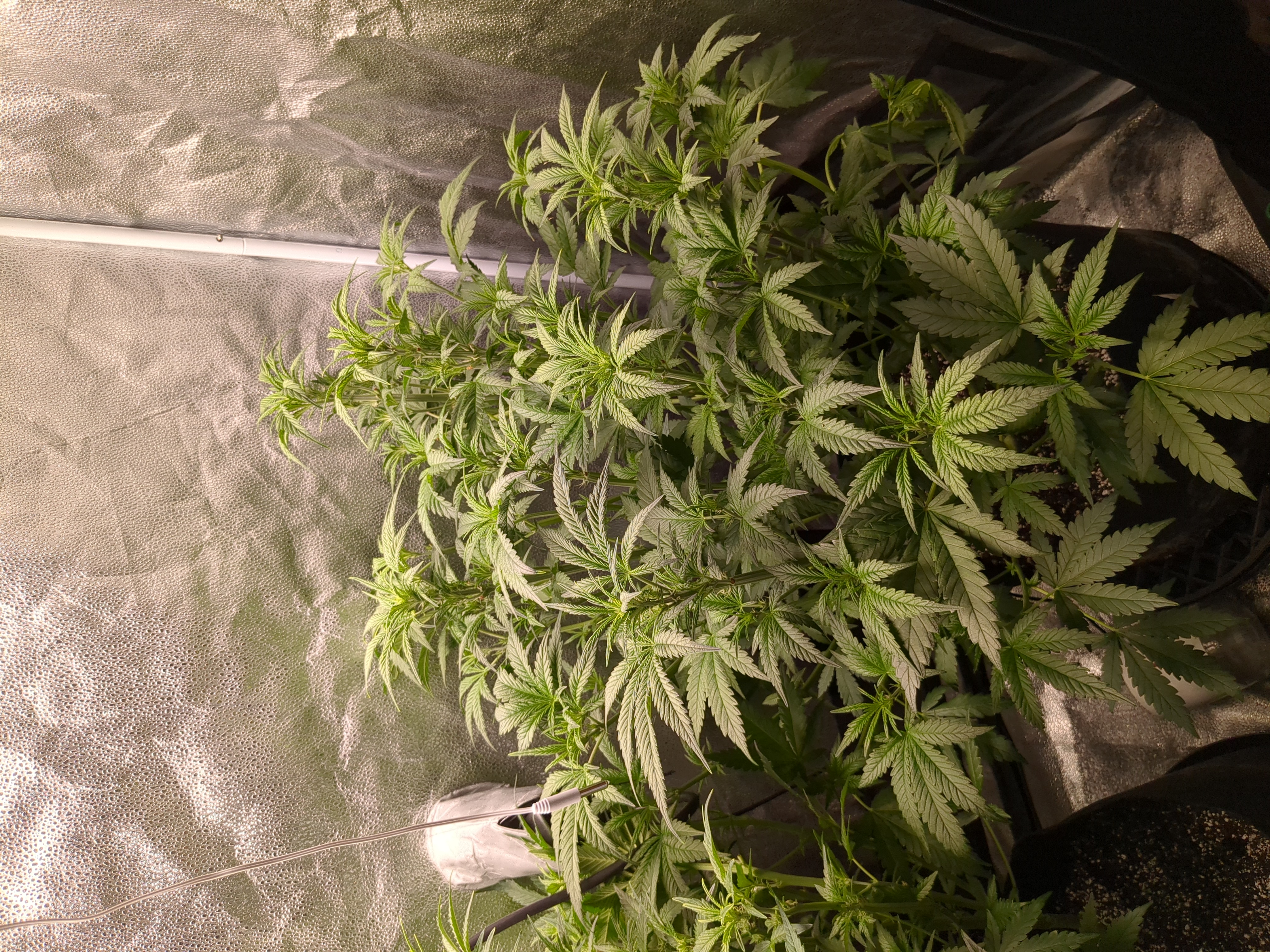 six shooter and banana purple punch  — flower, day 1