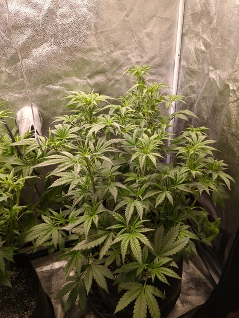 six shooter and banana purple punch  — flower, day 1
