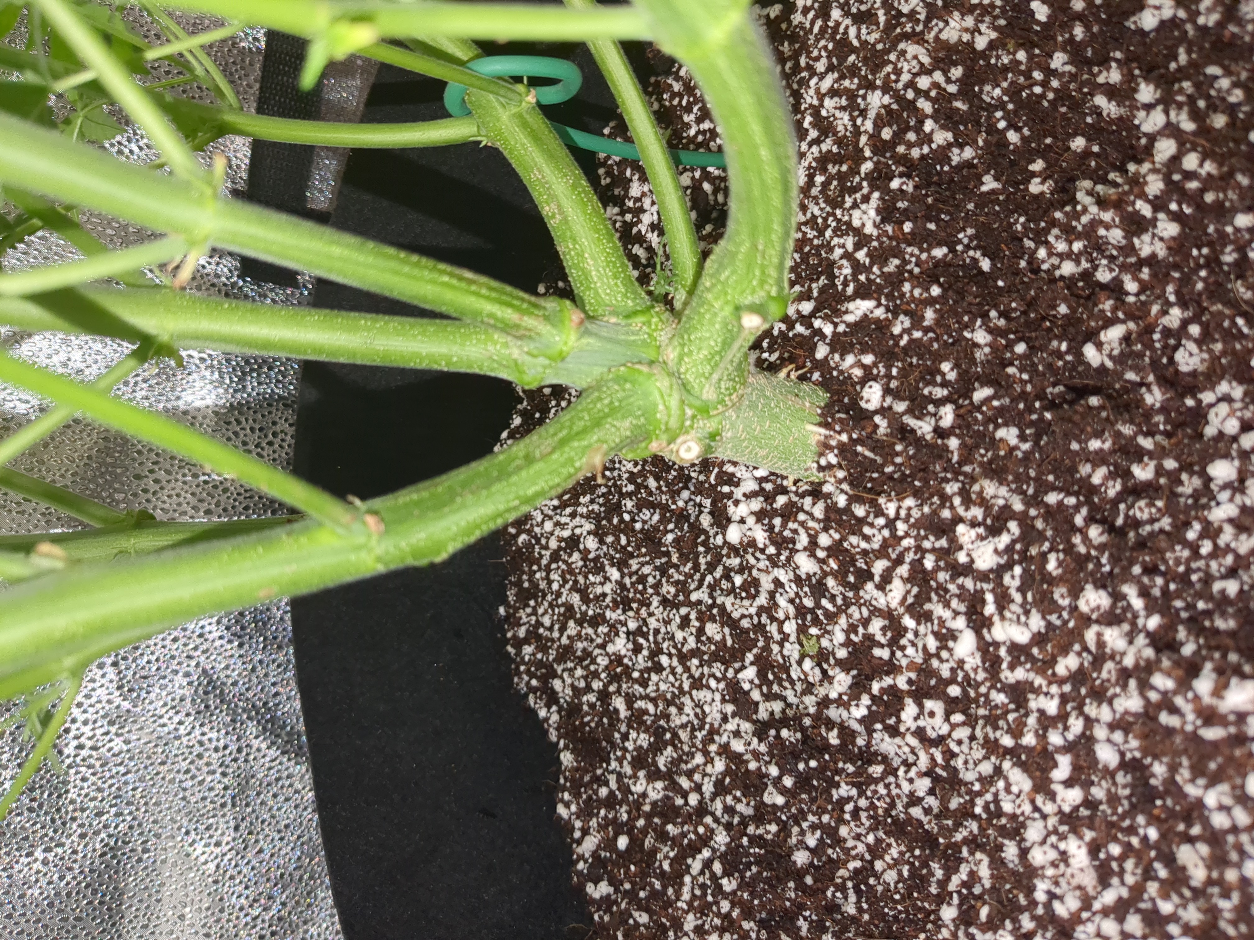 six shooter and banana purple punch 