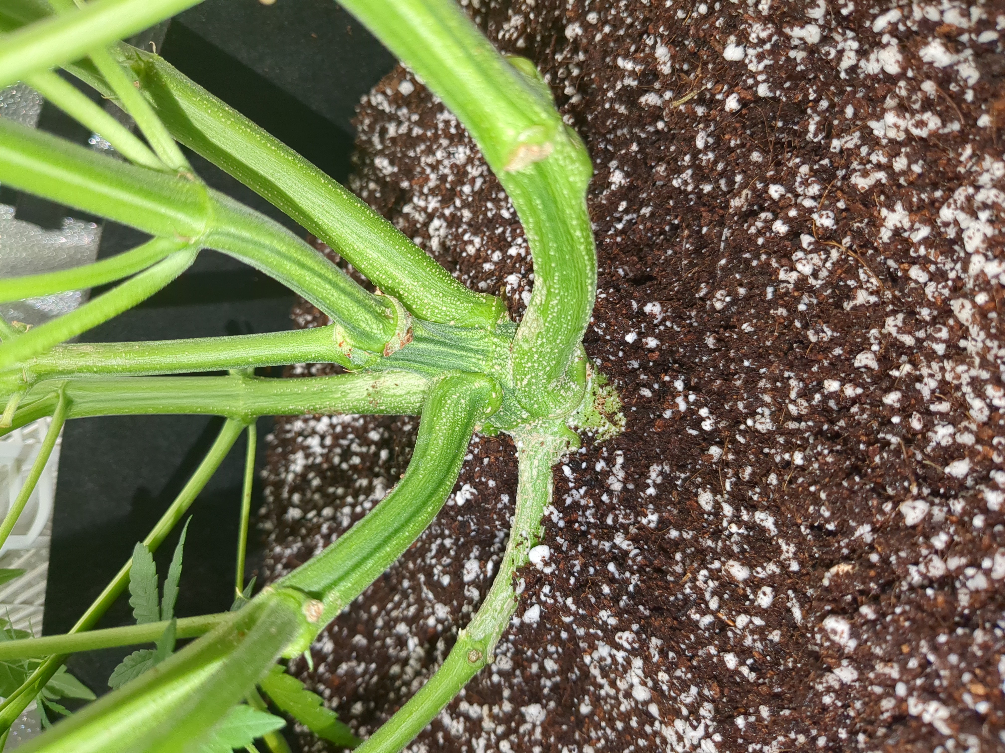 six shooter and banana purple punch  — flower, day 4