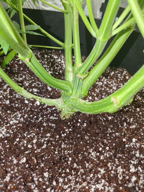 six shooter and banana purple punch  — flower, day 4