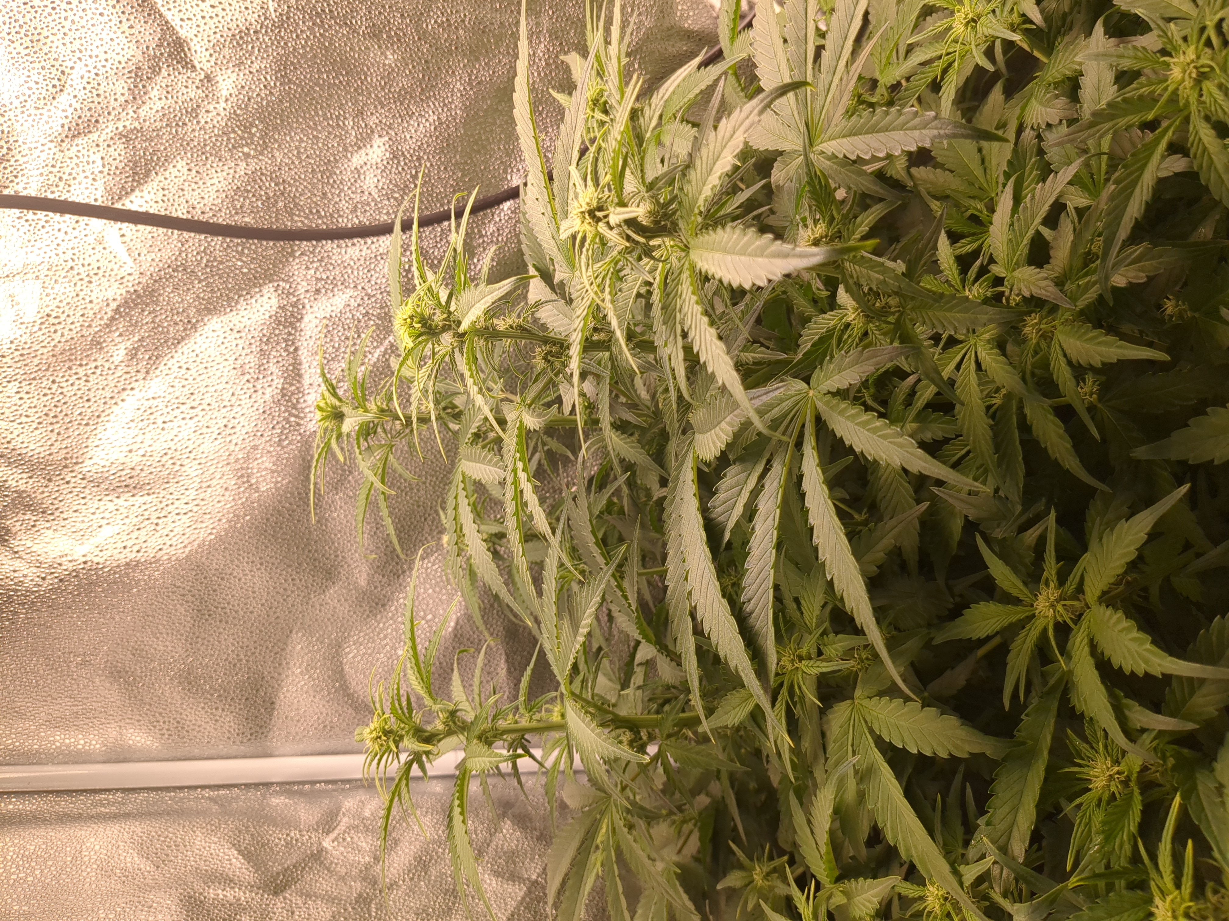 six shooter and banana purple punch  — flower, day 4