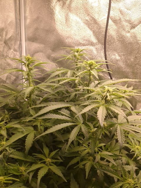 six shooter and banana purple punch  — flower, day 4