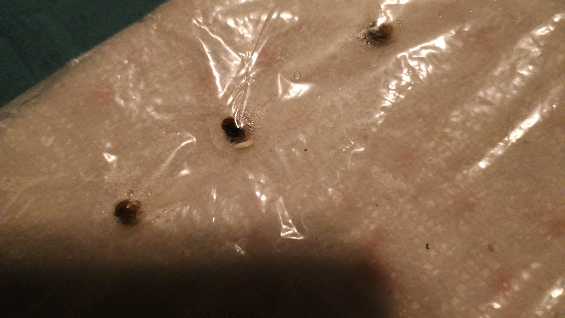 1st Batch — germination, day 1