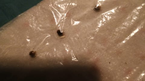 1st Batch — germination, day 1