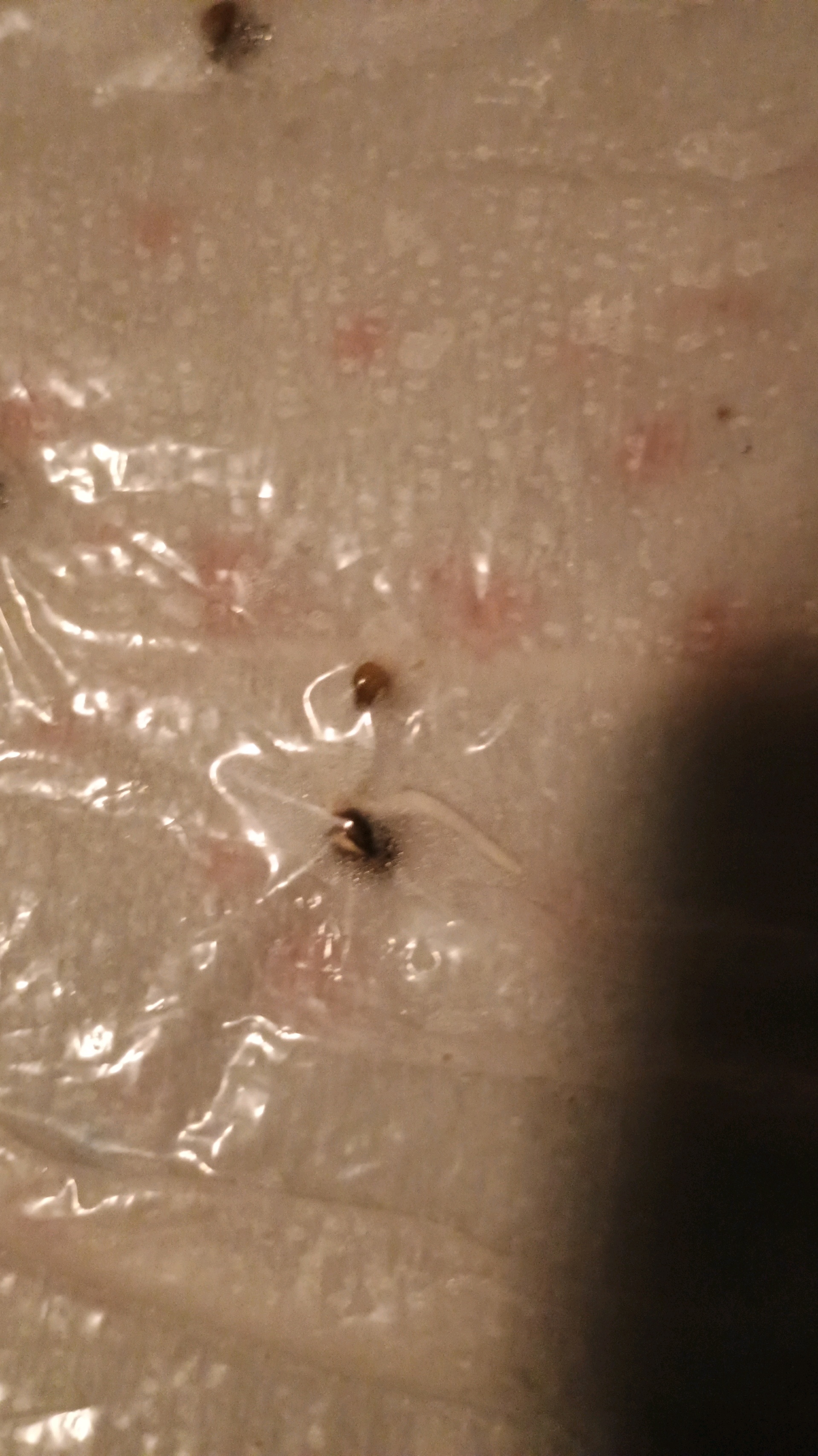 1st Batch — germination, day 1