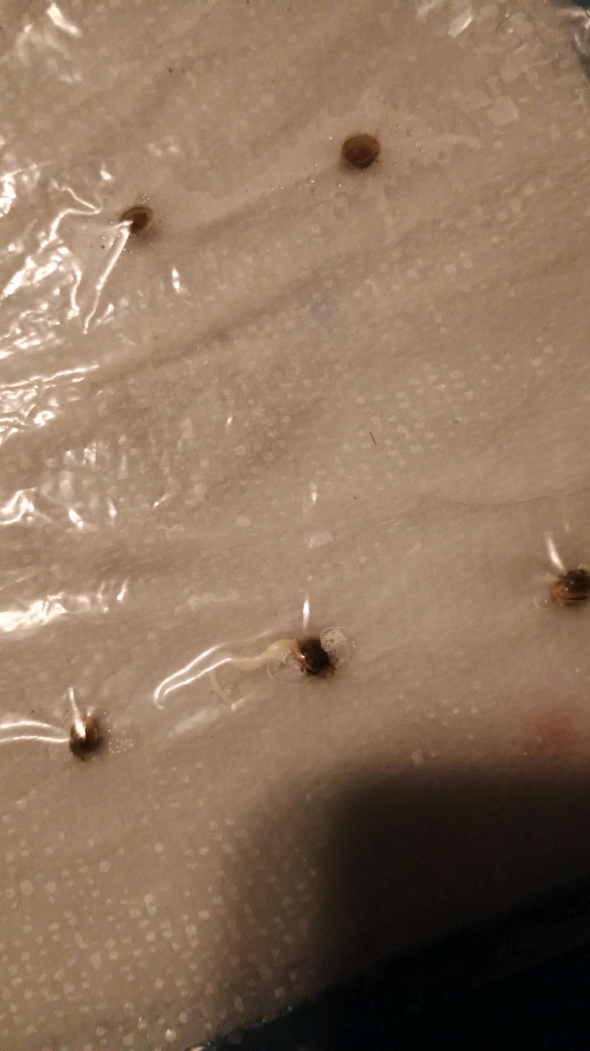 1st Batch — germination, day 1