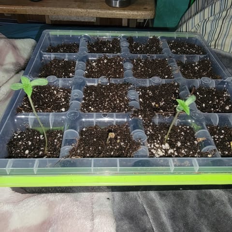 1st Batch — seedling_rooting, day 4