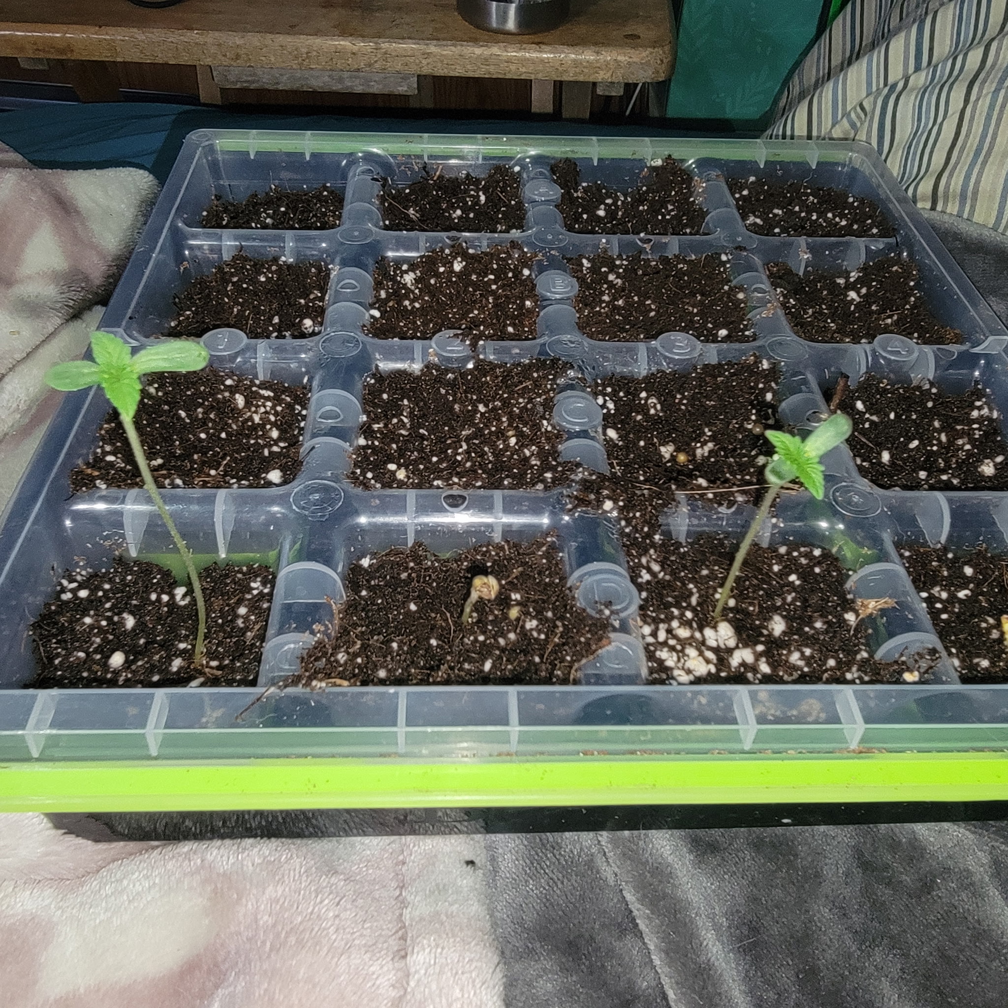 1st Batch — seedling_rooting, day 4